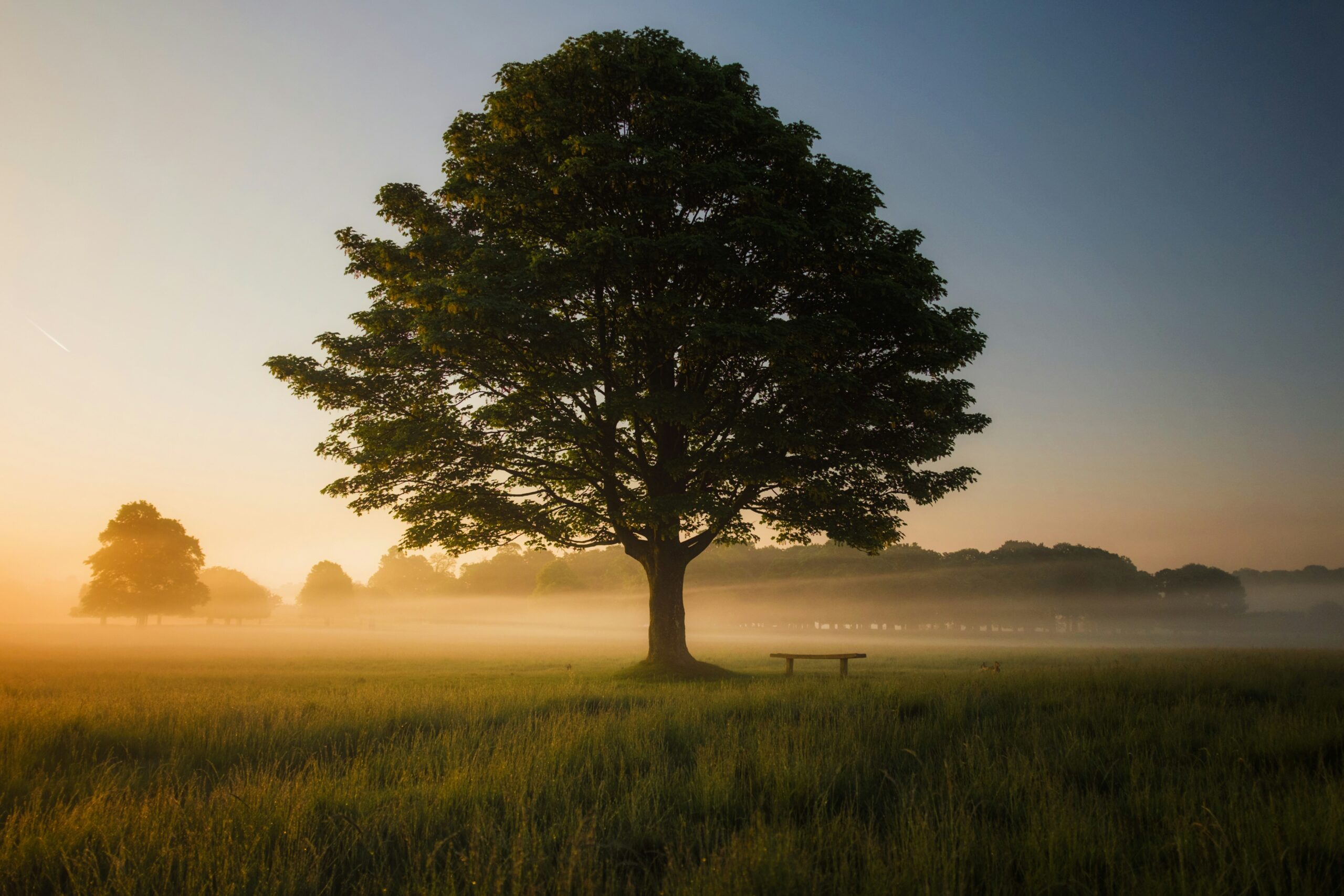 Exploring the Six Branches of Yoga: A Journey to Self-Realization and Spiritual Liberation